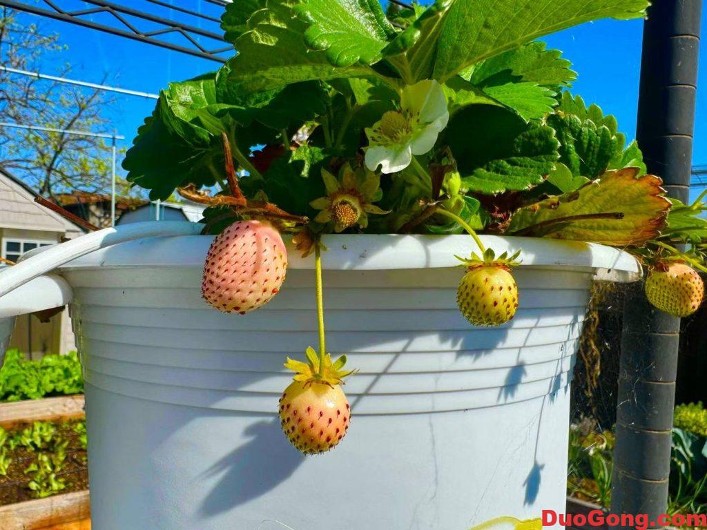 sanjose出售白草莓苗-多工网