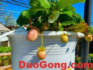 sanjose出售白草莓苗-多工网