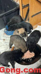 湾区出牧羊犬与边牧的小狗狗-多工网