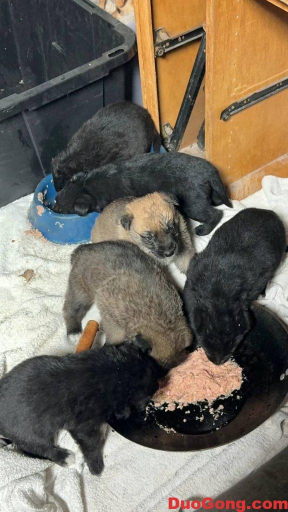 湾区出牧羊犬与边牧的小狗狗-多工网